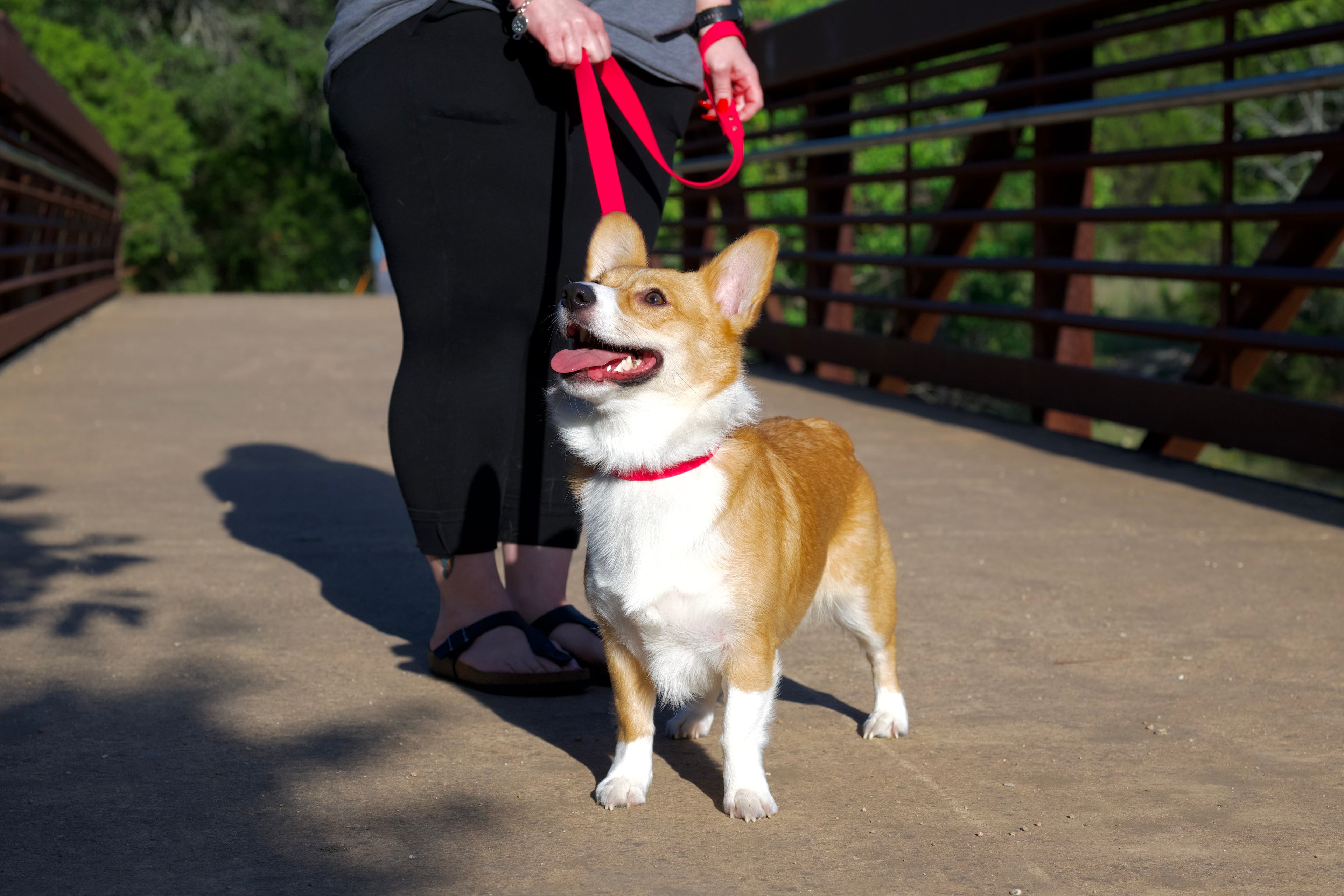 Basics Leash