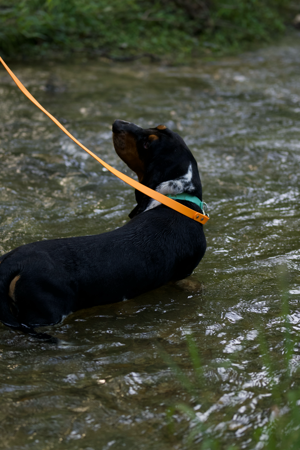 Basics Leash