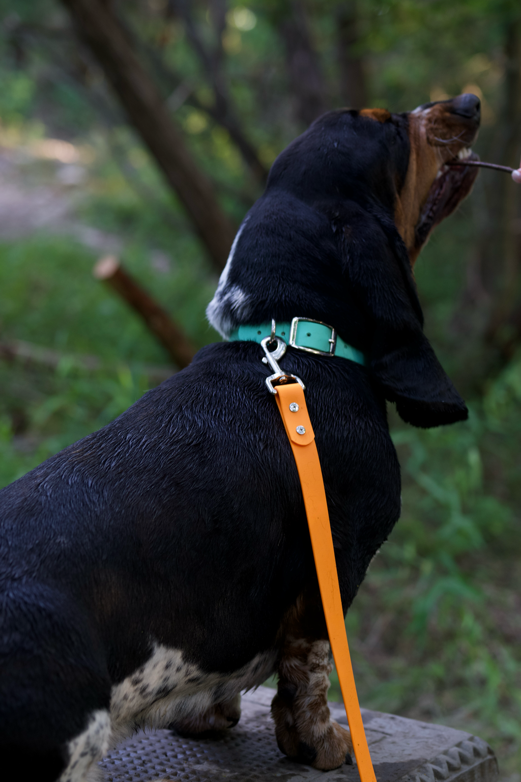 Basics Collar