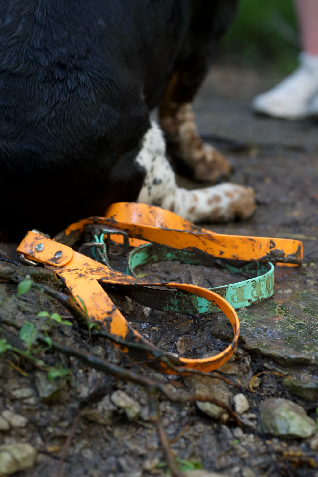 Basics Collar
