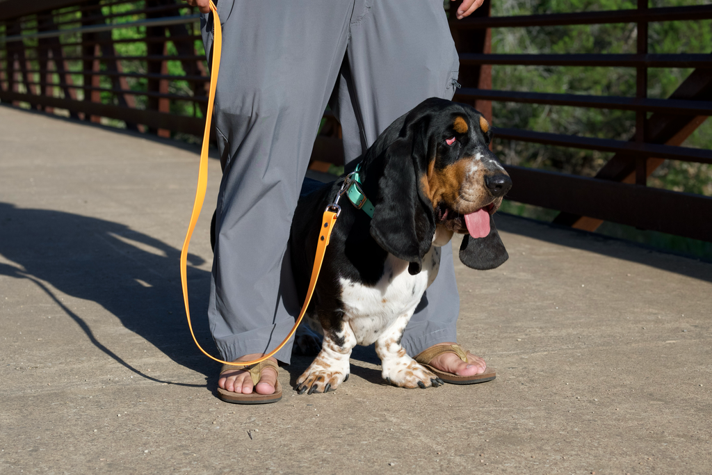 Basics Leash